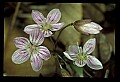 01001-00331-White Flowers-Spring Beauty.jpg