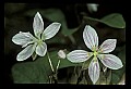 01001-00332-White Flowers-Spring Beauty.jpg
