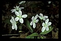 01001-00333-White Flowers-Spring Beauty.jpg