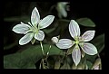 01001-00334-White Flowers-Spring Beauty.jpg