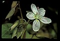 01001-00337-White Flowers-Spring Beauty.jpg