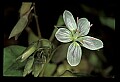 01001-00338-White Flowers-Spring Beauty.jpg