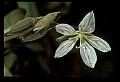 01001-00339-White Flowers-Spring Beauty.jpg