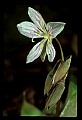 01001-00341-White Flowers-Spring Beauty.jpg