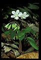 01001-00342-White Flowers-Spring Beauty.jpg