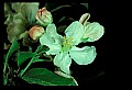 01001-00343-White Flowers-Apple Blossoms.jpg