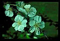 01001-00344-White Flowers.jpg