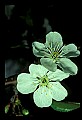 01001-00345-White Flowers.jpg