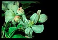 01001-00346-White Flowers.jpg