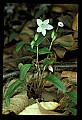 01001-00347-White Flowers-Spring Beauty.jpg