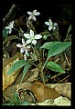 01001-00348-White Flowers-Spring Beauty.jpg