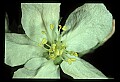 01001-00349-White Flowers.jpg