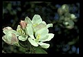 01001-00350-White Flowers-Apple Blossoms.jpg