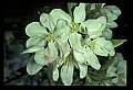 01001-00351-White Flowers-Apple Blossoms.jpg