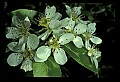 01001-00352-White Flowers-Apple Blossoms.jpg