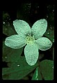 01001-00354-White Flowers-Wood Anemone.jpg