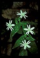 01001-00357-White Flowers-Star Chickweed.jpg