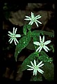 01001-00358-White Flowers-Star Chickweed.jpg