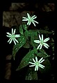 01001-00359-White Flowers-Star Chickweed.jpg