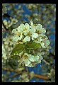 01001-00364-White Flowers-Cherry Blossoms.jpg
