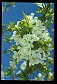 01001-00365-White Flowers-Cherry Blossoms.jpg