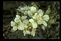 01001-00366-White Flowers-Cherry Blossoms.jpg