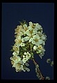 01001-00367-White Flowers-Cherry Blossoms.jpg