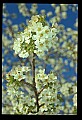 01001-00368-White Flowers-Cherry Blossoms.jpg