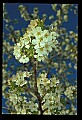 01001-00369-White Flowers-Cherry Blossoms.jpg