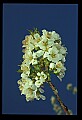 01001-00370-White Flowers-Cherry Blossoms.jpg