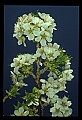 01001-00373-White Flowers-Cherry Blossoms.jpg