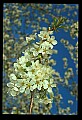 01001-00374-White Flowers-Cherry Blossoms.jpg
