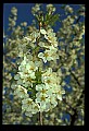 01001-00375-White Flowers-Cherry Blossoms.jpg