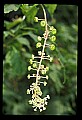 01001-00380-White Flowers-Pokeweed.jpg