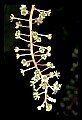 01001-00381-White Flowers-Pokeweed.jpg