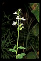 01001-00383-White Flowers-Lobelia.jpg