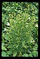 01001-00384-White Flowers-Square-stemmed Monkeyflower.jpg