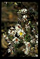 01001-00385-White Flowers-Aster.jpg
