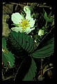 01001-00386-White Flowers-Wild Strawberry.jpg