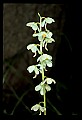 01001-00389-White Flowers-Shinleaf.jpg