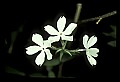 01001-00396-White Flowers-Phlox.jpg