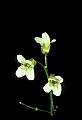 01001-00397-White Flowers.jpg