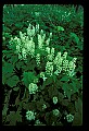 01001-00399-White Flowers-Foamflower.jpg