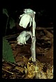 01001-00400-White Flowers-Indian Pipe.jpg