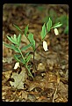 01001-00404-White Flowers-Wild Oats.jpg