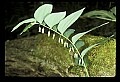 01001-00407-White Flowers-Solomon's Seal.jpg