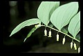 01001-00408-White Flowers-Solomon's Seal.jpg