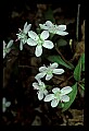 01001-00411-White Flowers.jpg