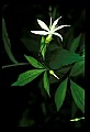 01001-00412-White Flowers-Bowman's Root.jpg