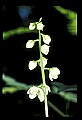 01001-00417-White Flowers-Shinleaf.jpg
